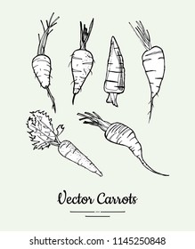 Carrot vegetable isolated groceries vector set for poster, label template. Fresh food line hand drawn illustration. Carrot black white sketch isolated vegetables, vegetarian poster, restaurant menu.