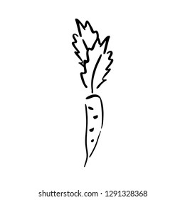 Carrot vegetable leaf garden vector plain picture. Simplified retro illustration. Wrapping or scrapbook paper background. Calligraphy style doodle art. Element for design, wallpaper, fabric printing.