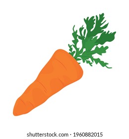 carrot vegetable on white background