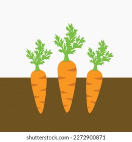 carrot vegetable plants grown in soil. carrots with roots in the soil. isolated flat vector