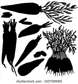 Carrot, vegetable, vector
