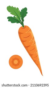 Carrot vegetable Vector Art Illustration