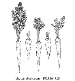 Carrot Vegetable Vector Drawing Of Food.