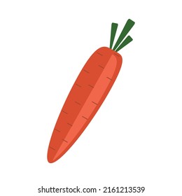 carrot vegetable vector illustration colored.