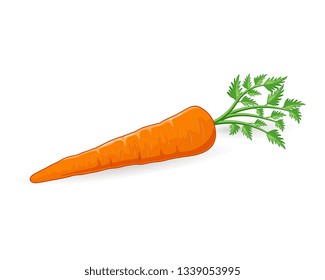Carrot vegetable vector illustration with green leaves
