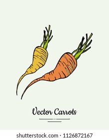 Carrot vegetable vector isolate. Orange whole carrot, green leaf. Vegetables hand drawn illustration. Trendy food vegetarian sweet ripe root icon logo sketch style. Carrot vector illustration isolated
