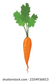 Carrot vegetables growing. Plant showing root structure. Farm product for restaurant menu or market label. Organic and healthy food