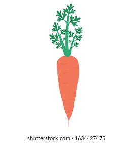 Carrot vegetables vector illustration isolated on a white background