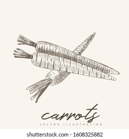 Carrot vintage hand drawn illustration vector