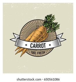 Carrot Vintage set of labels, emblems or logo for vegetarian food, vegetables hand drawn or engraved. Retro farm american style.