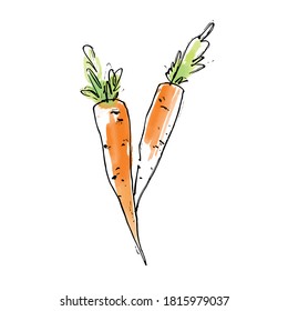 Carrot watercolor drawing sketch on white background.