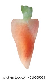 carrot watercolor vector isolated background illustration