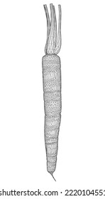 Carrot wireframe from black lines isolated on white background. 3D. Vector illustration.