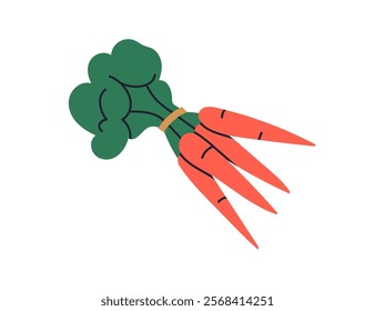 Carrots bunch. Farm vegetables with leaf tops. Crunchy root veggie, vitamin crop, fresh healthy carotene food. Organic natural harvest. Flat graphic vector illustration isolated on white background