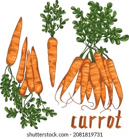 Carrots in a bundle and separate.