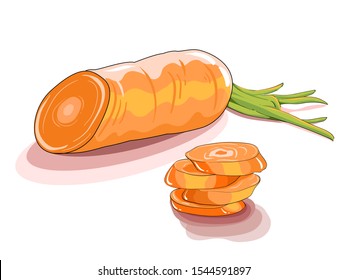 Carrots and carrot slices on the White Blackground. Vector illustration.