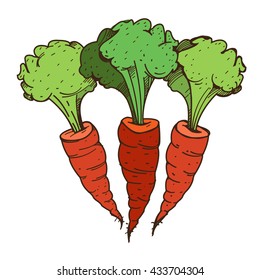 Carrots color illustration. Theme farming, harvest.