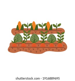 carrots cultive organic scene icons vector illustration design