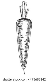 carrots drawing