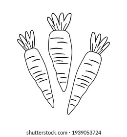 Carrots are drawn with a black outline on a white background. Cute illustrations of vegetables for postcards, kitchen textiles, menus, restaurants. Thin line customizable illustration. Vector graphics