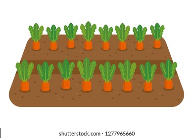 Carrots in the field