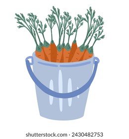 Carrots flat design in bucket blue on white background harvest