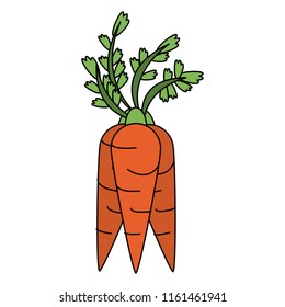 Carrots fresh vegetable