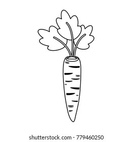 Carrots fresh vegetable