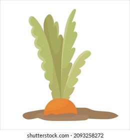 Carrots in the garden. Harvesting. Growing carrots. Foods in a cartoon style. Vector illustration isolated on white background.