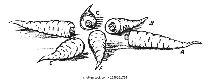 Karotten sind eine gute Quelle für mehrere Vitamine und Mineralien. Es enthält auch wenig Fett und Eiweiß, Vintage-Linie Zeichnung oder Gravitation Illustration.