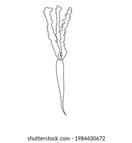 carrots, great design for any purposes. Vegan and vegetarian food. Organic nutrition. Vegan, vegetarian diet. Autumn. Vector doodle