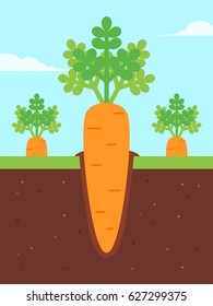 Carrots Growing in Ground. Flat Design Style,