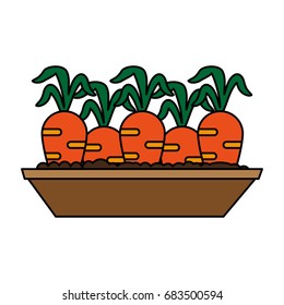 carrots growing in land icon image
