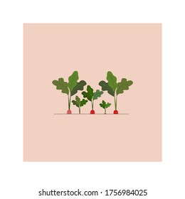 Carrots growing in soil beautiful illustration
