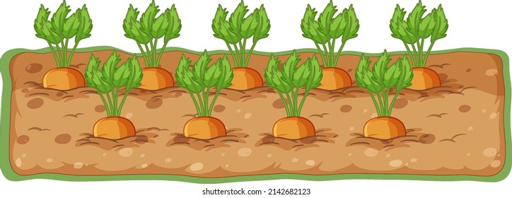 Carrots growing in soil cartoon illustration