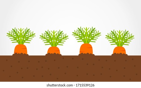 Carrots growing in soil. Vegetable garden. Vector illustration.