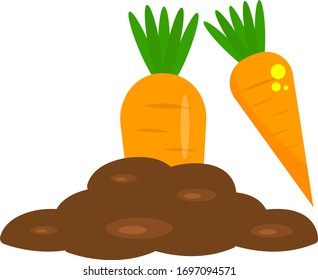 carrots grows in the ground bright orange vegetable concept crop and agricultural object on a white background
