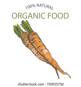 carrots hand draw, vector