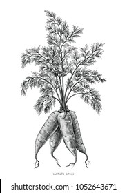 Carrots hand drawing engraving illustration isolated on white background