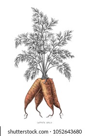 Carrots hand drawing engraving illustration isolated on white background