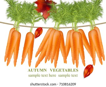 Carrots hanging on a white background. Vector detailed realistic illustration