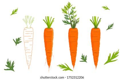 Carrots. Carrots icon. Fresh carrot. Freshness, Carrot vector, Organic food, Vegetable. Healthy food. Red, Orange, Vegetarian. Closeup. Agriculture. Carrots vector Illustration.