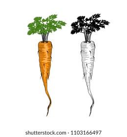 Carrots Illustion,Line artwork