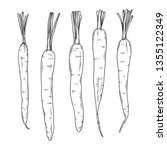 Carrots isolated on white background. Vector illustration in sketch style.