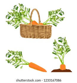 Carrots. Isolated on a white background. Vector illustration.