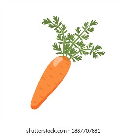 carrots isolated on white background. Vegetable with tops, organic product, ingredients for cooking. Vector illustration
