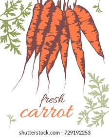 Carrots and leaves. A bunch of root vegetables on a white background. Vector illustration.