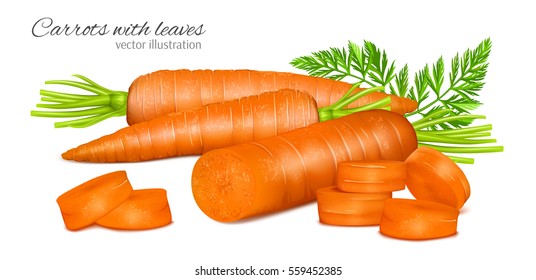 Carrots with leaves and carrot slices. Fully editable handmade mesh. Vector illustration.