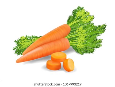 Carrots with leaves isolated on white background. Vector illustration. Realistic icon for game design, menu or package