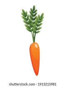 Carrots with leaves on top and orange root. Fresh cartoon young carrot. Healthy vegetable food. Vector illustration on a white isolated background